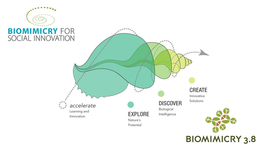 Biomimetisme-biomimicry-biomimetics-inovation-design-designer-france-dxsigner-dxhome-1080-625-2-